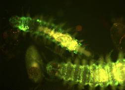 El resplandor submarino verde es producido por unos gusanos bioluminiscentes